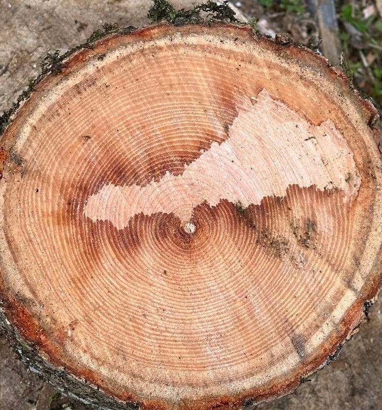 A man has found a map of Cornwall inside a Cornish tree trunk