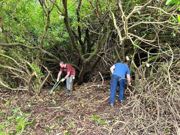 Volunteers clearing invasive rhododendrons at Wheal Martyn.