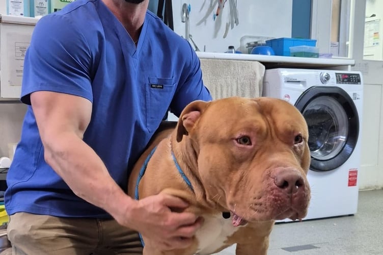 Ziggy Windlesham Vets 