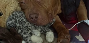 Chunky is back home as owner finally gets Christmas wish
