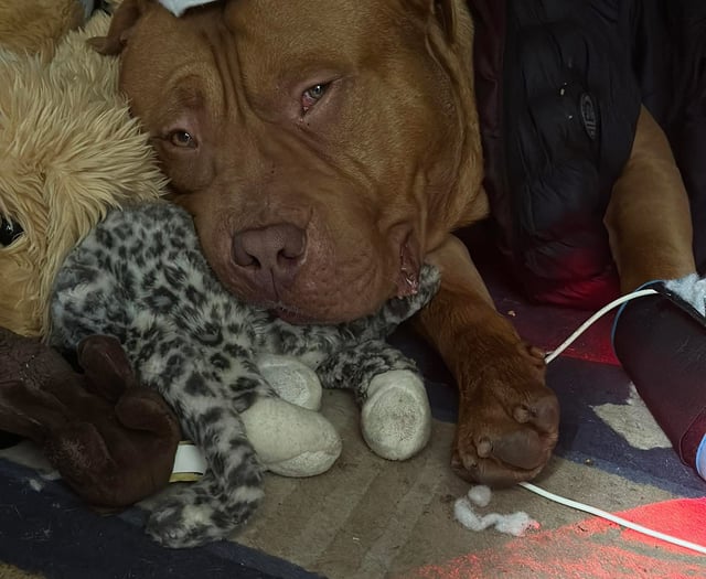 Chunky is back home as owner finally gets Christmas wish