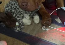 Chunky is back home as owner finally gets Christmas wish