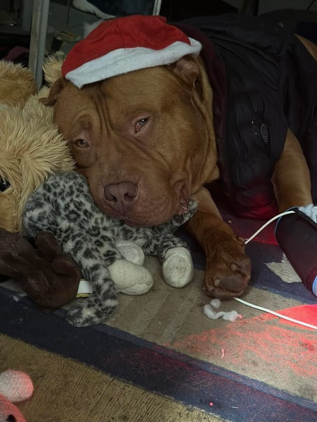 Chunky gets in the festive mood.