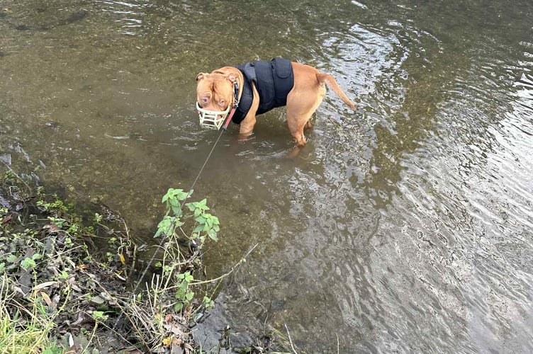 Under his release conditions, Chunky must wear a muzzle when he's out and about.
