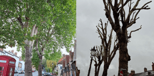 A cut above Castle Street as trees get overdue trim