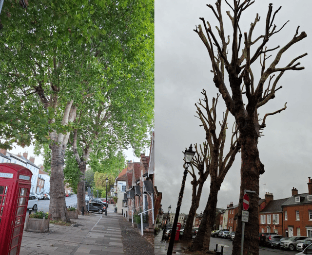 A cut above Castle Street as trees get overdue trim