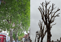 A cut above Castle Street as trees get overdue trim