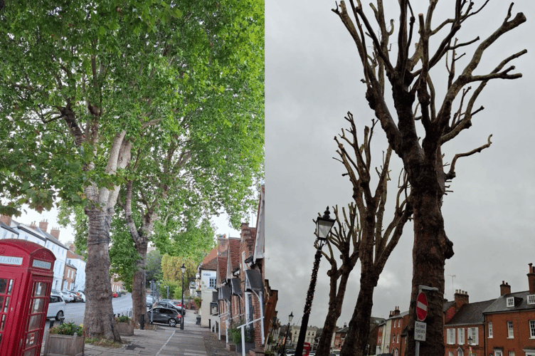 Castle Street Pollard Trees Farnham