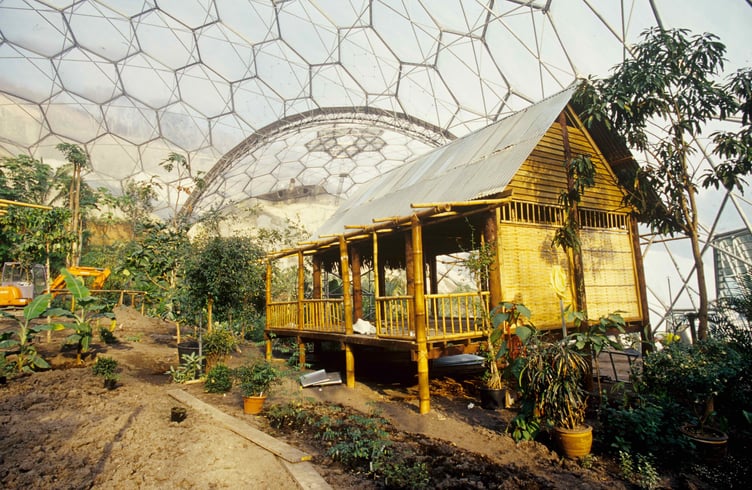 The rainforest biome as plants and structures were being put in place.