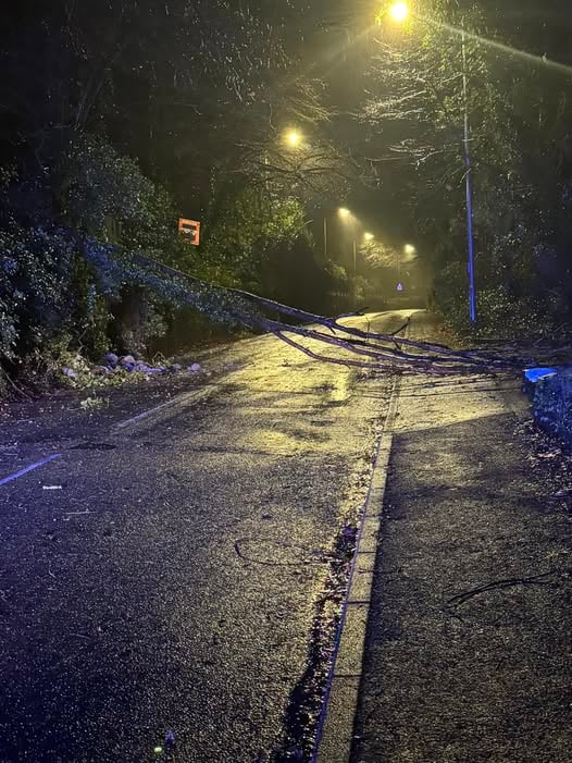 Tree down in Liskeard. (Picture: Bex Tracy)