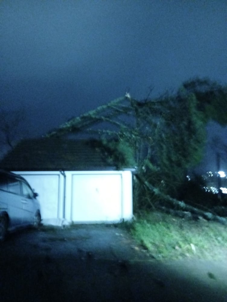 This tree took out the power in St. Blazey. (Picture: Lesley Anne Horrocks)