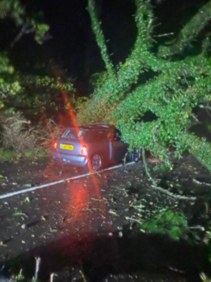 Tree lands on car. (Picture: Curtis Lee)