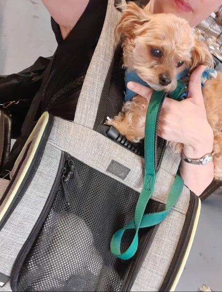 Barney the dog is the inspiration behind a new dog owners' choir in Farnham.