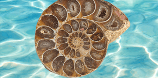 Play at Phoenix tells the story of fossil hunter Mary Anning