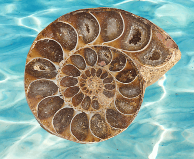 Play at Phoenix tells the story of fossil hunter Mary Anning