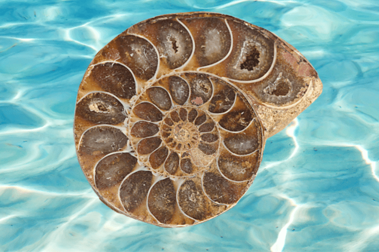 Fossil Mary poster, January 2026.