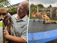 WATCH: Council orders Hampshire man to remove foxes from his home