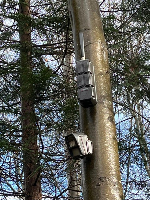 <p>The boxes spotted on a tree by footpath in Farnham by a reader.</p>