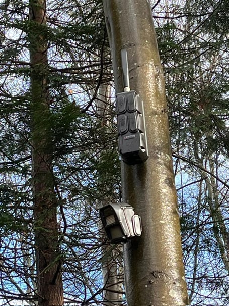 The boxes spotted on a tree by footpath in Farnham by a reader.