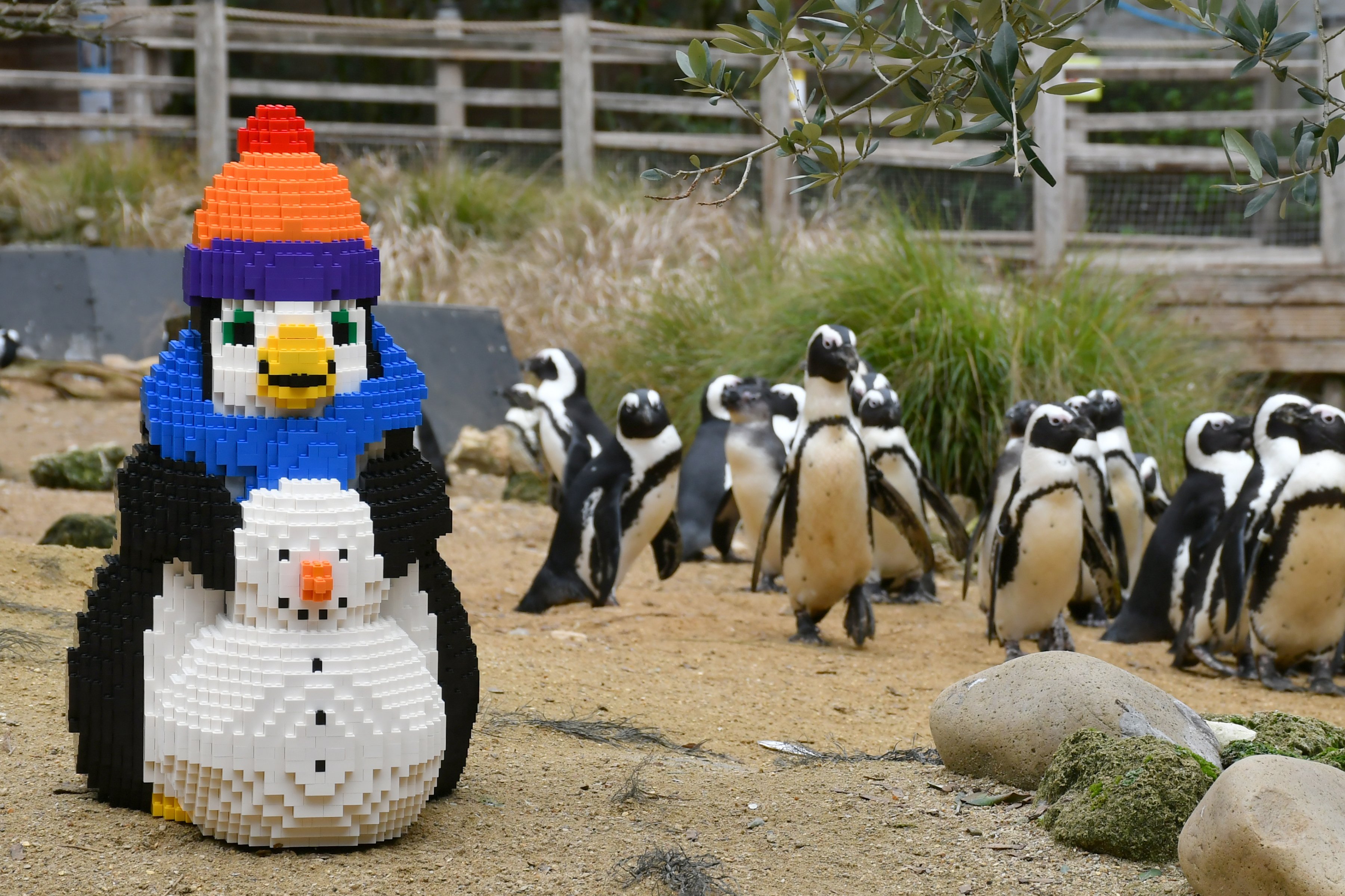 Birdworld Unveils Brick Penguin Trail For Half Term Farnhamherald birdworld-unveils-brick-penguin-trail-for-half-term-farnhamherald