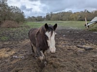 Owner of horses on saturated Elstead field hits back at critics
