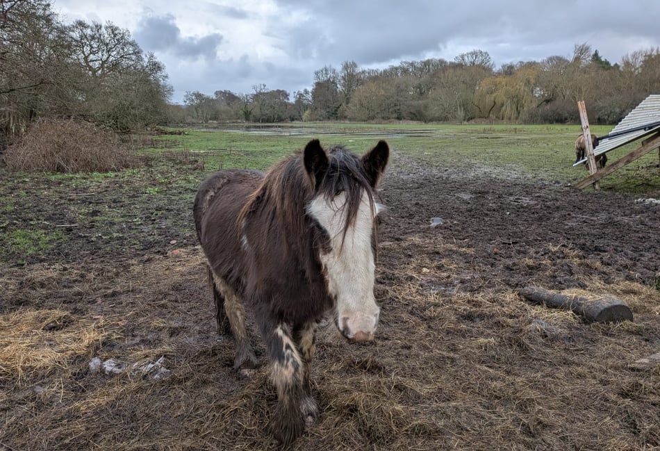 <p>Persistent concerns have been raised about the welfare of the ponies on the saturated field opposite The Mill Elstead.</p>