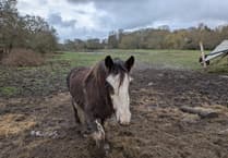 Owner of horses on saturated Elstead field hits back at critics