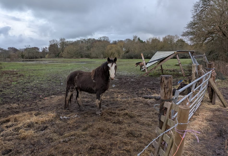 Police seize Elstead horses amid welfare concerns