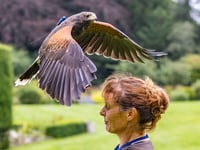 Four Marks falconer drops into Farnham for Maltings talk