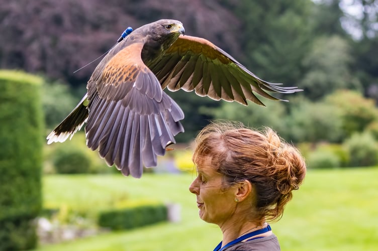 Hampshire Hawk Walks Four Marks Anita
