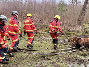 High steaks as firefighters rescue cow from deep mud