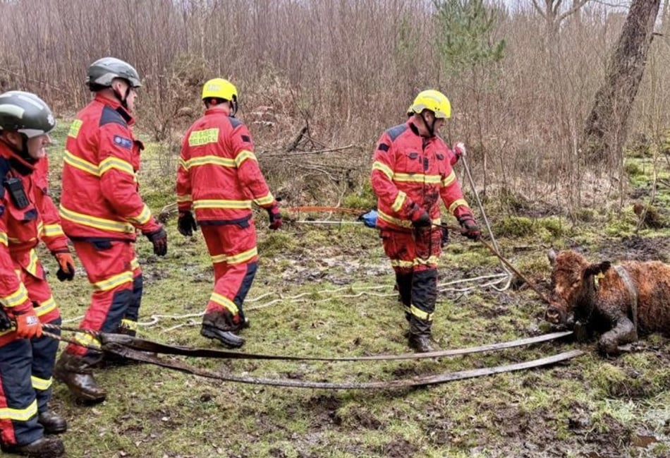 <p>Firefighters took around an hour to rescue the cow that was shoulder-deep in mud.</p>