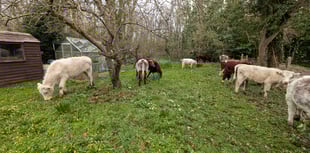 Udder chaos in Crondall Gardens after cows escape