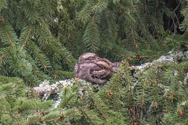 Afraid of no goats: Nightjar numbers on the rise