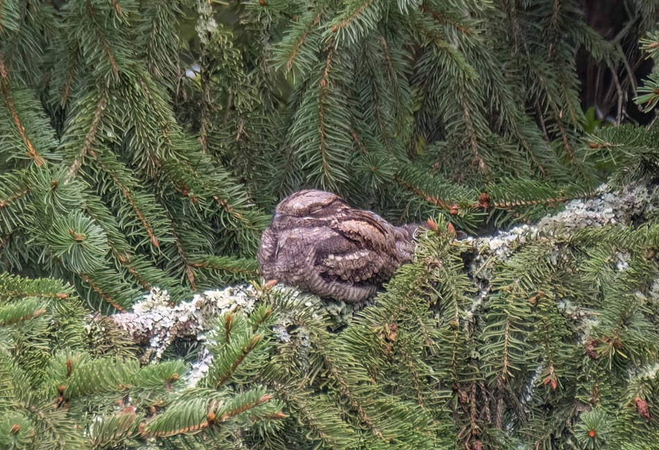 <p>Nightjars are making a comeback on heathland sites near Bordon, Liphook, Kingsley and Farnham</p>