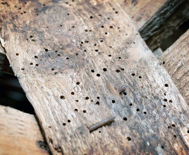 Peeps into the Past: Village roots of £5 billion pest control firm