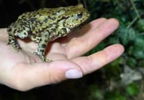 Another record-breaking year for Farnham toad patrol volunteers
