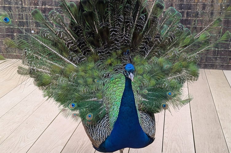 Collect picture of Pete the Peacock who has made its self at home on a street in Guildford, Surrey,  30th March 2026  // Villagers have been left baffled after a mysterious peacock moved into their gardens- and started pecking on their doors for food. A suburb of Guildford in Surrey started being visited by a peacock in October last year, and they decided to give him some food and name him Pete. Six months later, the colourful bird has become a local celebrity, living in the gardens of the homes on Beechcroft Drive and tapping on peopleâs back doors for food. Jim Andy, 79, says he was the one to discover and name Pete, after giving him some old ice cream wafers. 