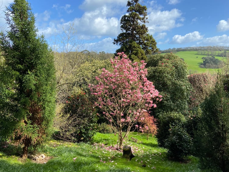There are many varieties of magnolia tree at Caerhays. (Picture: Andrew Townsend)