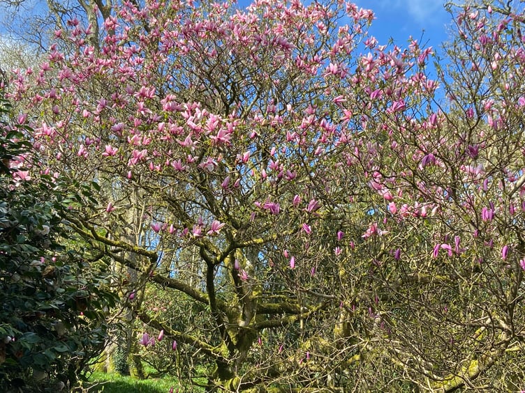 The climate and soil at Caerhays in the south of Cornwall benefits magnolia trees. (Picture: Andrew Townsend)