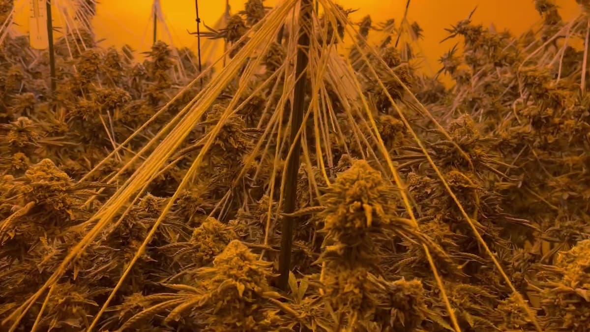 Cannabis farms raided as police crackdown on organised crime