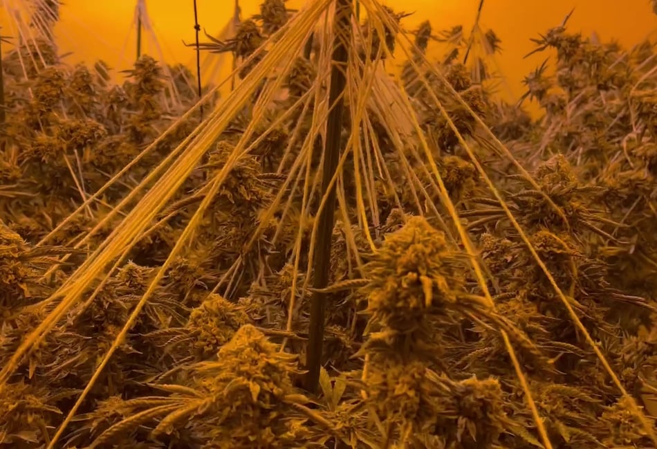 <p>Six cannabis farms around Hampshire have been dismantled as part of a month-long crackdown on organised crime.</p>