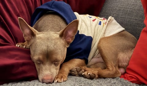 Lost terrier Reggie reunited with family after five days