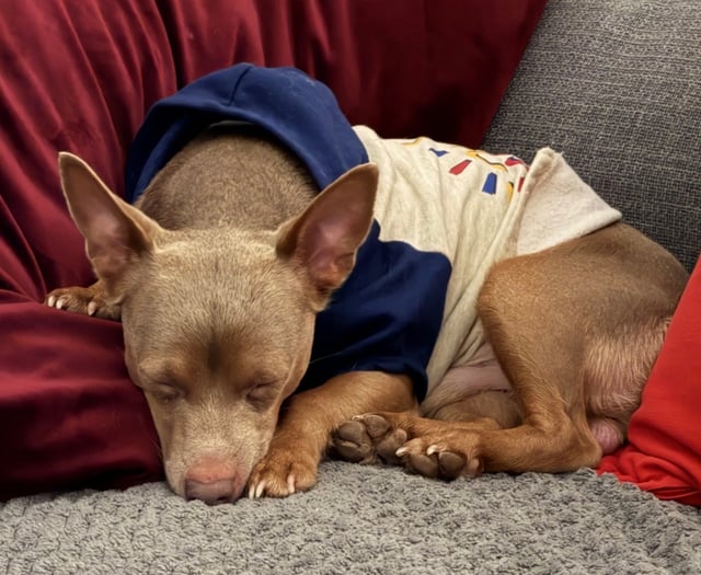 Lost terrier Reggie reunited with family after five days