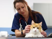 A purr-fect time for a check-up at Tongham vets