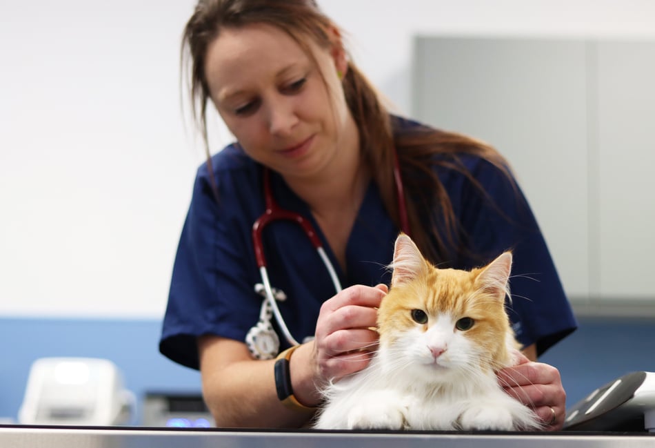 <p>A Veterinary Nurse at Pet Doctors Tongham checks out a cat.</p>
