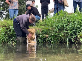 Water voles back in the Wey at Farnham in historic release