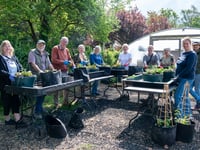 Farnham's hanging baskets begin to bloom thanks to army of volunteers