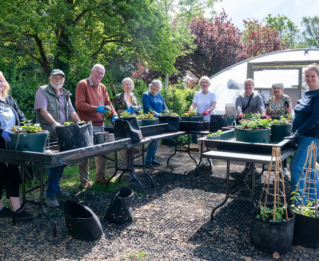 Farnham's hanging baskets begin to bloom thanks to army of volunteers