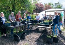 Farnham's hanging baskets begin to bloom thanks to army of volunteers
